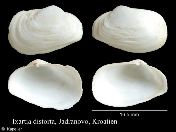 Ixartia distorta