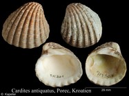 Cardites antiquatus