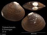 Tridonta borealis