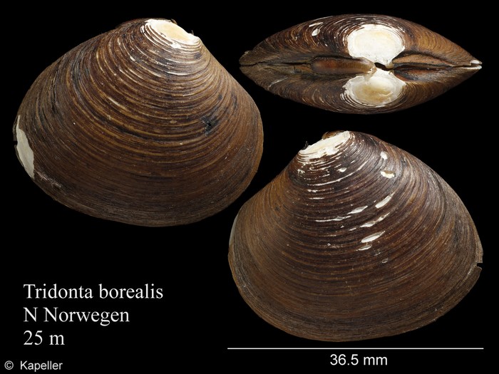 Tridonta borealis