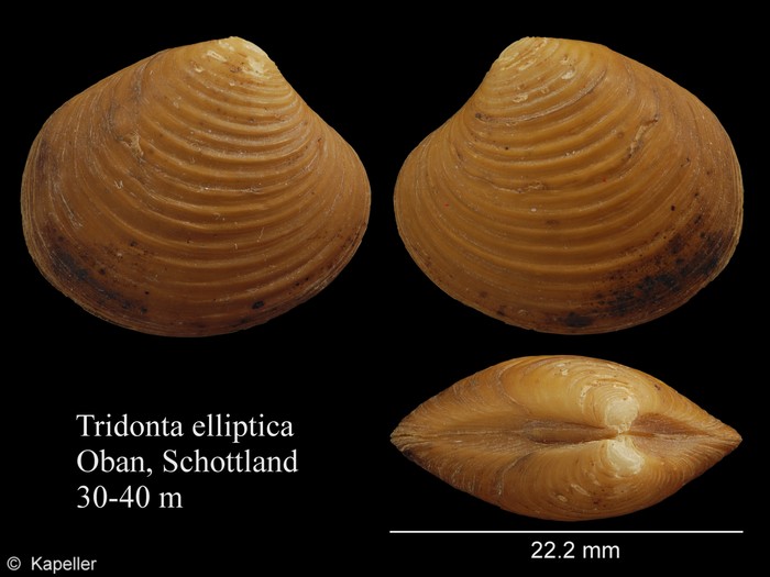 Tridonta elliptica