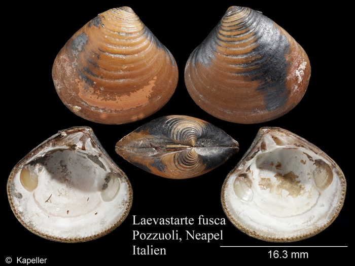 Laevastarte fusca