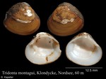 Tridonta montagui