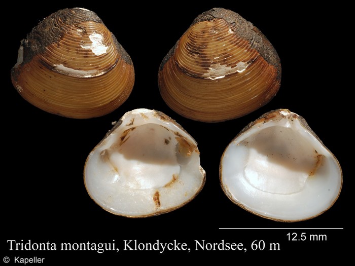 Tridonta montagui