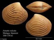 Astarte sulcata