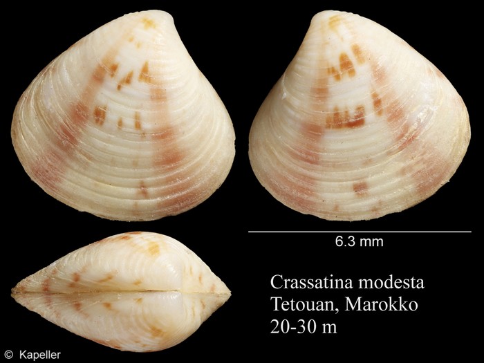 Crassatina modesta