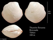 Thyasira flexuosa