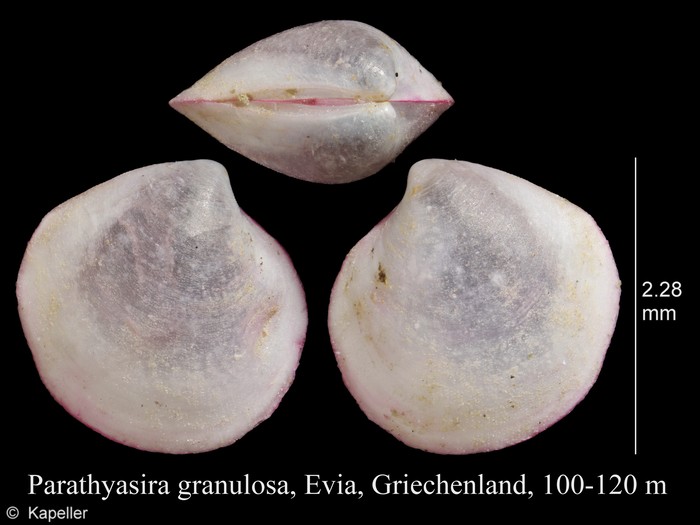 Parathyasira granulosa
