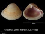 Varicorbula gibba