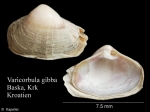 Varicorbula gibba