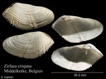 Zirfaea crispata