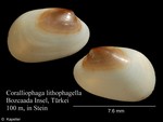 Coralliophaga lithophagella