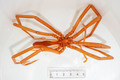 Colossendeis proboscidea - dorsal view