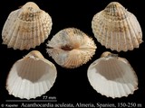 Acanthocardia aculeata, author: Kapeller, Rudolf