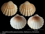 Acanthocardia paucicostata