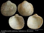 Acanthocardia spinosa