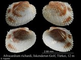 Afrocardium richardi, author: Kapeller, Rudolf