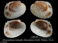 Afrocardium richardi