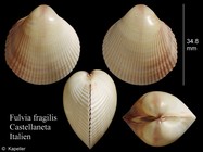 Fulvia fragilis