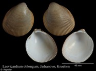 Laevicardium oblongum