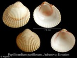 Papillicardium papillosum, author: Kapeller, Rudolf