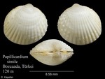 Papillicardium simile