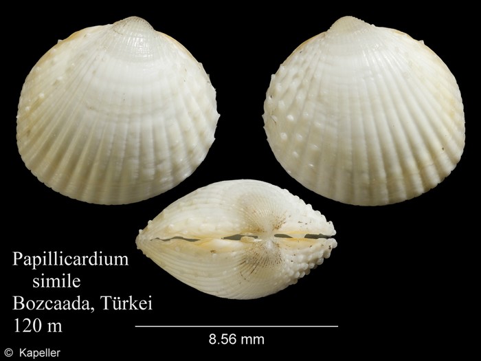 Papillicardium simile