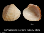 Parvicardium exiguum