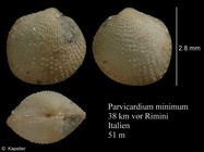 Papillicardium minimum