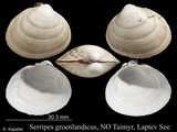 Serripes groenlandicus, author: Kapeller, Rudolf