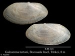 Bivalvia