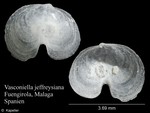 Vasconiella jeffreysiana