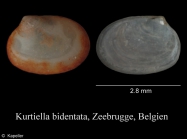 Kurtiella bidentata