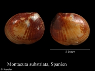 Montacuta substriata