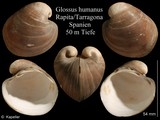 Glossus humanus, author: Kapeller, Rudolf