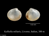 Kelliella miliaris, author: Kapeller, Rudolf
