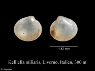 Kelliella miliaris