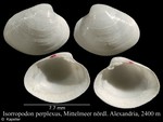 Isorropodon perplexus