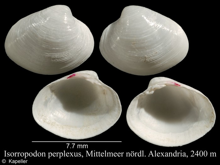 Isorropodon perplexus