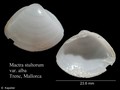 Bivalvia