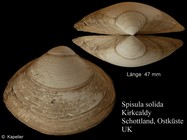 Spisula solida