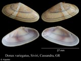 Donax variegatus, author: Kapeller, Rudolf