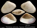 Mollusca (molluscs)