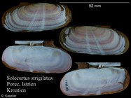 Solecurtus strigilatus