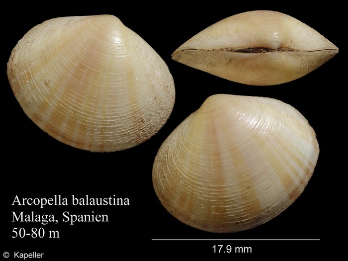 Arcopella balaustina