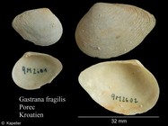 Gastrana fragilis