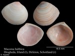 Macoma balthica