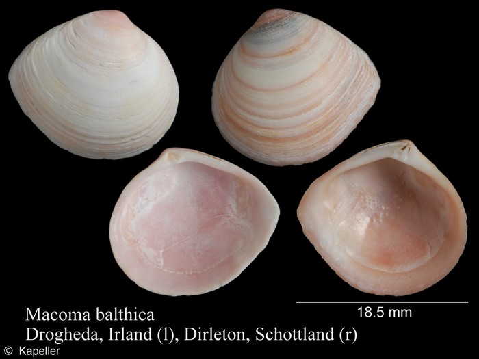 Macoma balthica