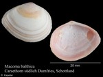 Macoma balthica