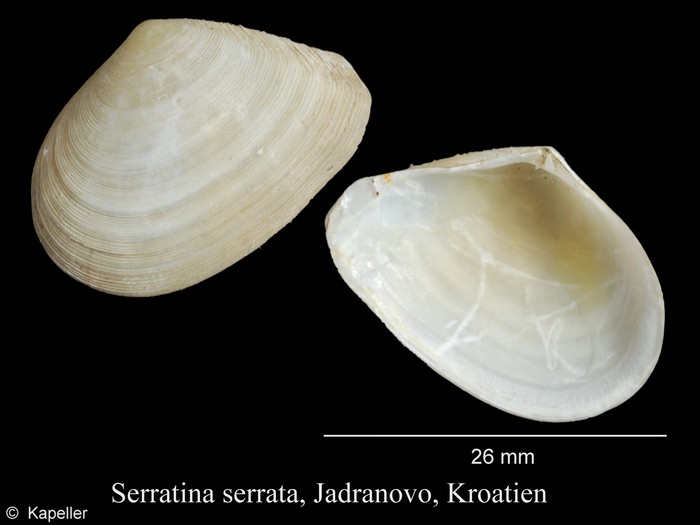 Serratina serrata